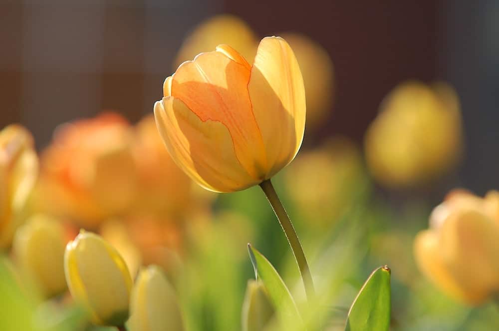 Yellow Spring Flowers