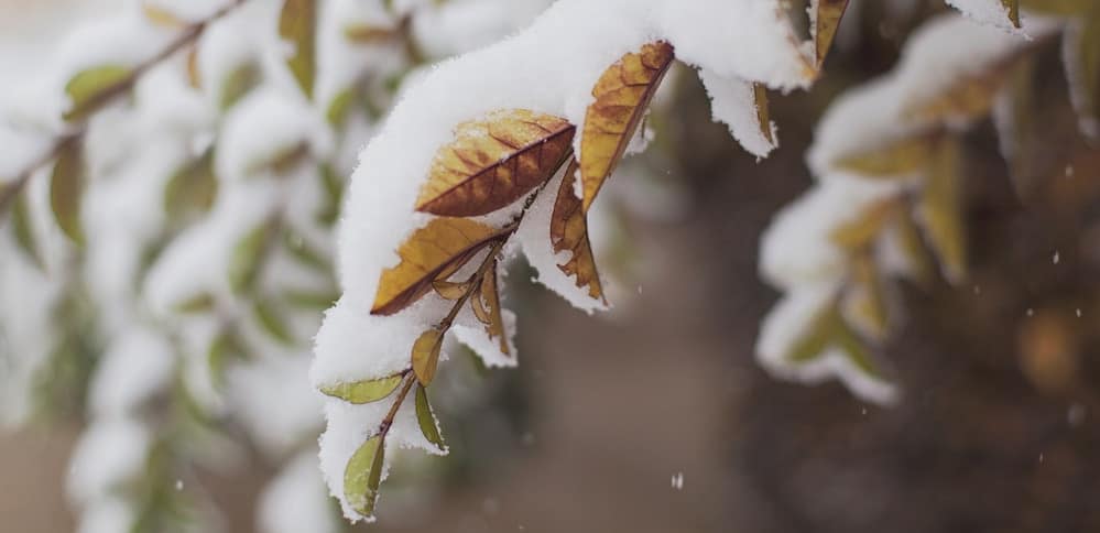 Snowy Leaves on a Tree